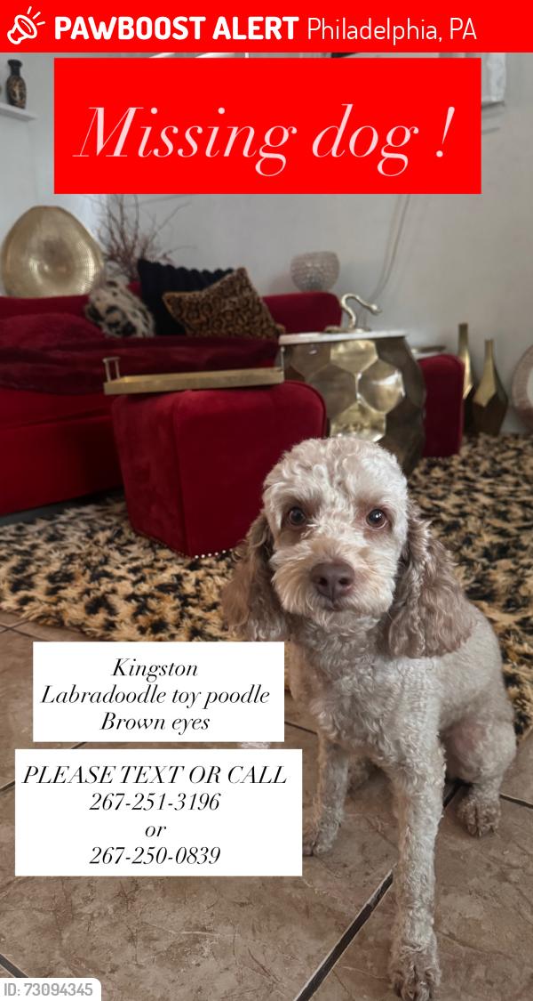 Lost Male Dog last seen Near n 64st around a post office, Philadelphia, PA 19151