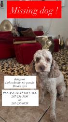 Lost Male Dog last seen Near n 64st around a post office, Philadelphia, PA 19151