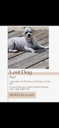 Lost Male Dog last seen Pirate's landing apt, Seabrook, TX 77586