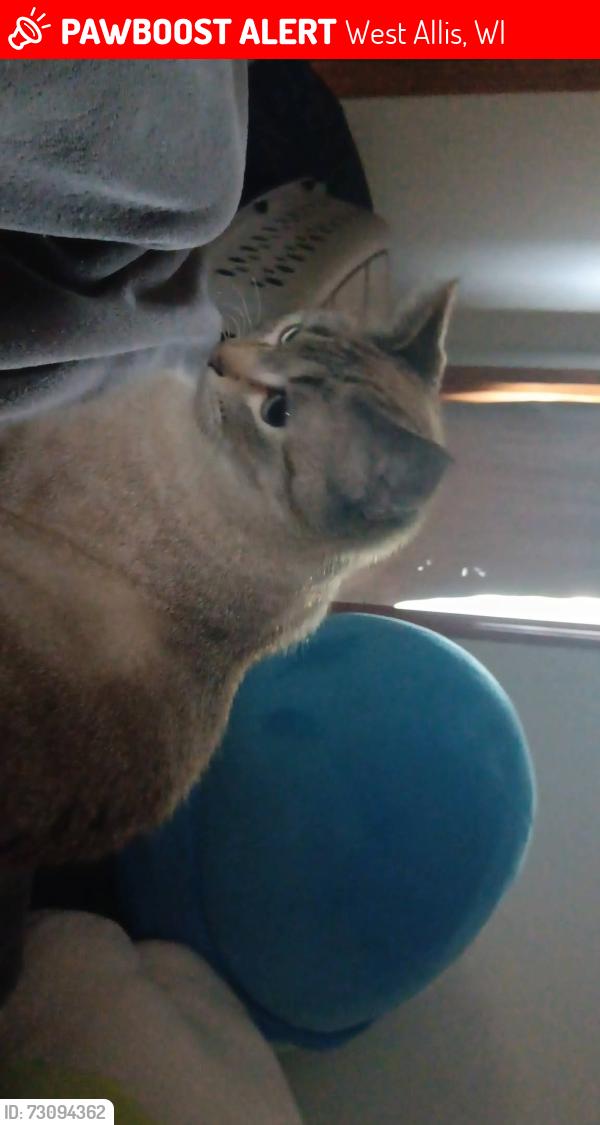 Lost Male Cat last seen 66th and arthur, West Allis, WI 53219