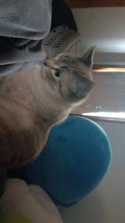Lost Male Cat last seen 66th and arthur, West Allis, WI 53219