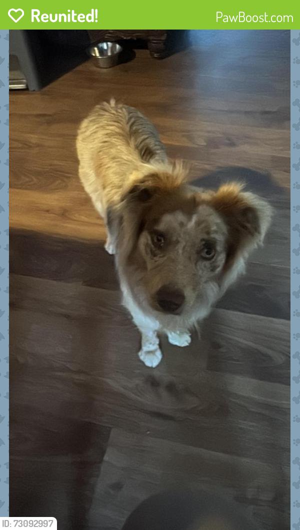 Reunited Female Dog last seen E Cypress , Oakley, CA 94561