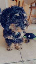 Lost Male Dog last seen Sharbeth Drive E, Jacksonville, FL 32210