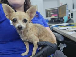 Found/Stray Female Dog last seen Lake Cliff Park, Dallas, TX 75203