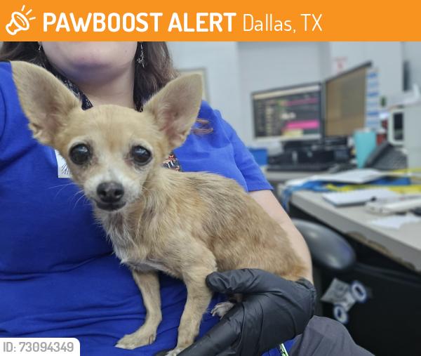 Found/Stray Female Dog last seen Lake Cliff Park, Dallas, TX 75203