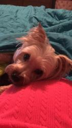 Lost Male Dog last seen Floyd spring Rd, Floyd County, GA 30105