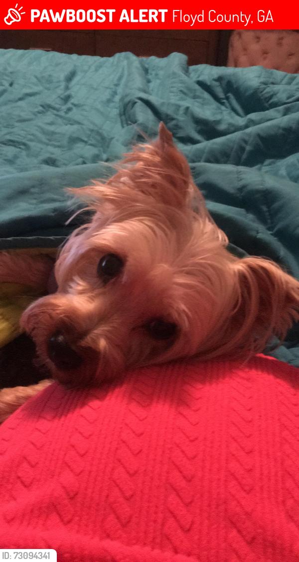 Lost Male Dog last seen Floyd spring Rd, Floyd County, GA 30105