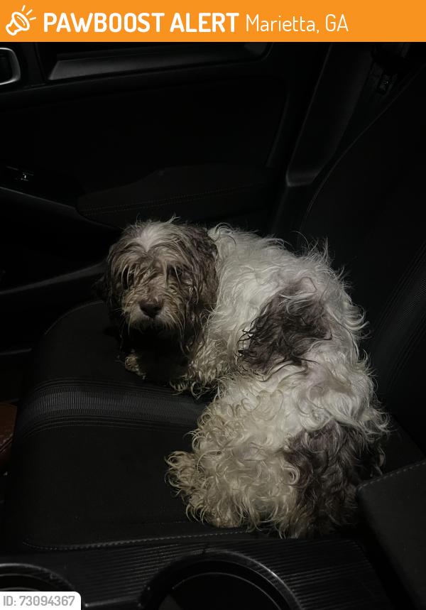 Found/Stray Male Dog last seen POWERS FERRY RD SE, Marietta, GA 30067