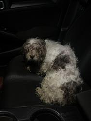 Found/Stray Male Dog last seen POWERS FERRY RD SE, Marietta, GA 30067