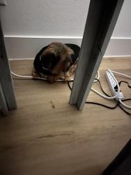 Found/Stray Female Dog last seen Burnett Trail and Hwy 19 Canton, Texas, Canton, TX 75103