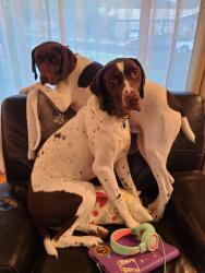Lost Male Dog last seen Ramsay Cir, Walnut Creek, CA 94597