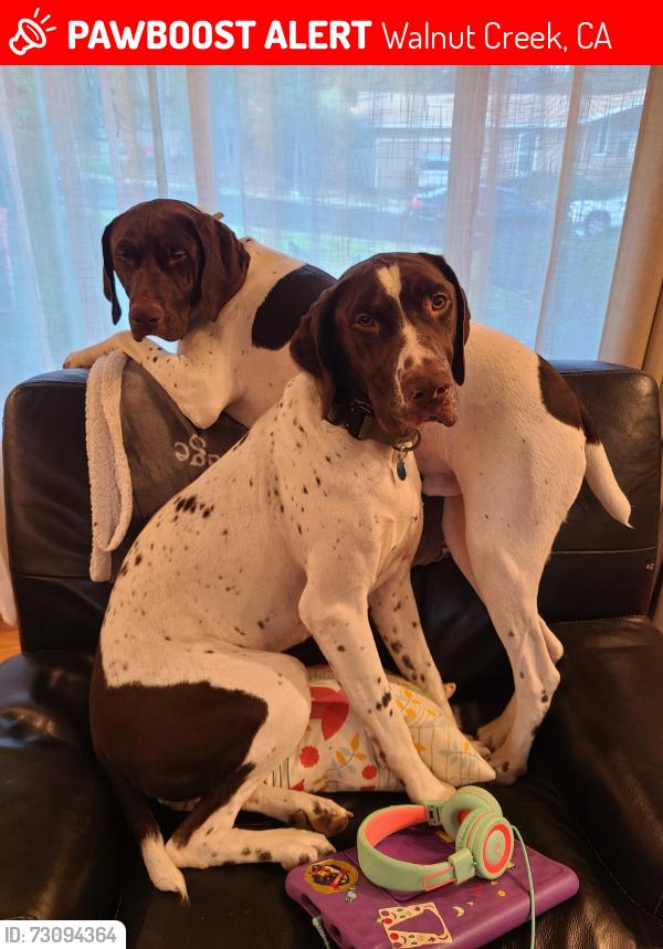 Lost Male Dog last seen Ramsay Cir, Walnut Creek, CA 94597