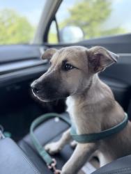 Reunited Female Dog last seen Near Dollar General off of Peebly Road, Oklahoma City, OK 74857