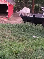 Reunited Female Dog last seen Young rd, Wilson County, TN 37184