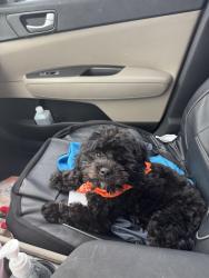 Reunited Male Dog last seen Coconut, The Acreage, FL 33470