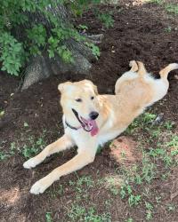 Reunited Female Dog last seen Lamar & Barton, Austin, TX 78704