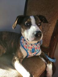 Reunited Female Dog last seen Milikin and Liberty Fairfield Road, Liberty Township, OH 45011