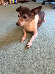 Found/Stray Male Dog last seen Conover Drive and Village Drive intersection., Fayetteville, NC 28304