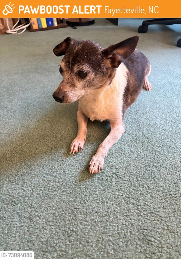 Found/Stray Male Dog last seen Conover Drive and Village Drive intersection., Fayetteville, NC 28304