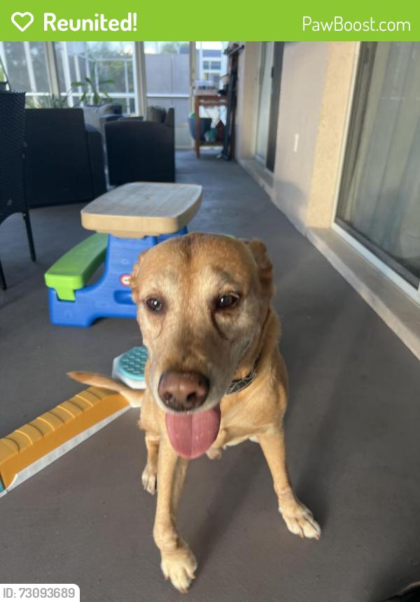 Reunited Male Dog last seen Lake Azure Drive and Lake Biscayne Way, Orlando, FL 32824