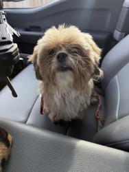 Shelter Stray Male Dog last seen 1200-blk Green Terrace Dr, City of Round Rock, TX, 1855 SE Inner Loop, Georgetown, TX 78626, USA