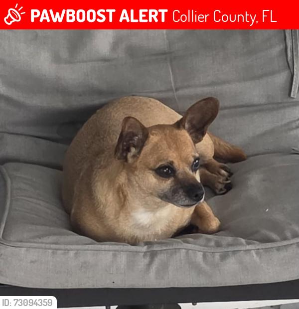 Lost Female Dog last seen Near Santa Bárbara blvd apt A 34116, Collier County, FL 34116