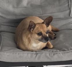 Lost Female Dog last seen Near Santa Bárbara blvd apt A 34116, Collier County, FL 34116