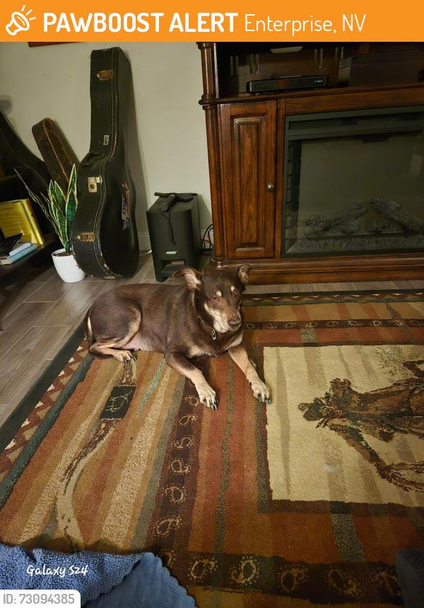 Found/Stray Male Dog last seen Silverado ranch, Enterprise, NV 89139