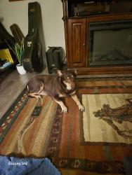 Found/Stray Male Dog last seen Silverado ranch, Enterprise, NV 89139
