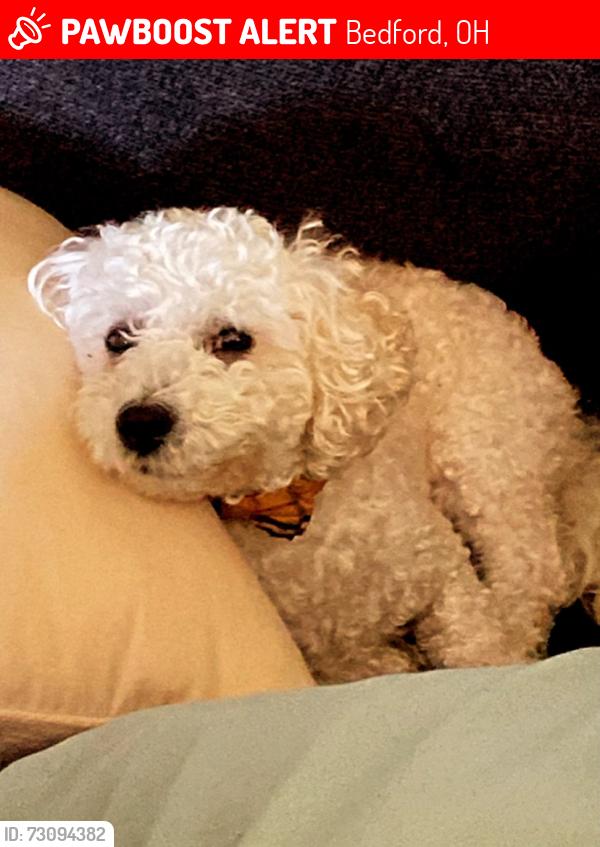 Lost Male Dog last seen Columbus Rd, Bedford, OH 44146