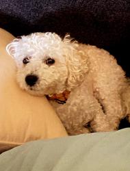 Lost Male Dog last seen Columbus Rd, Bedford, OH 44146