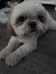 Found/Stray Male Dog last seen East main st, El Cajon, CA 92020