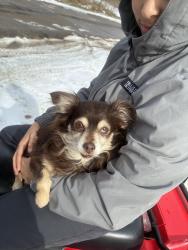 Lost Female Dog last seen Taste of Italy, Wood County, TX 75765
