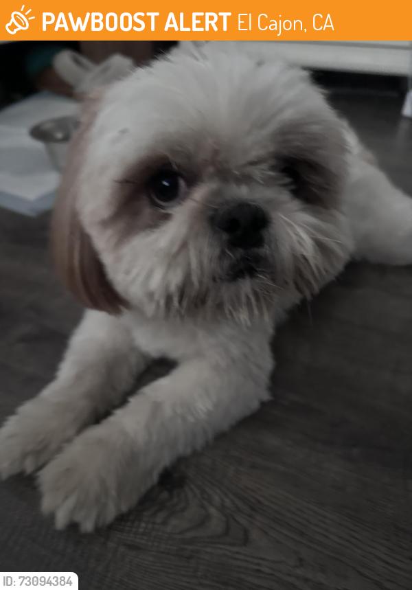 Found/Stray Male Dog last seen East main st, El Cajon, CA 92020