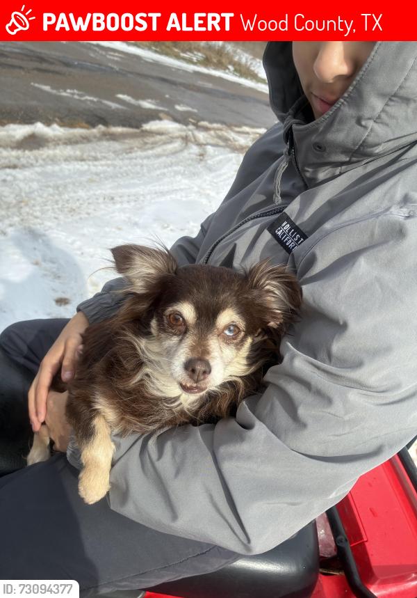 Lost Female Dog last seen Taste of Italy, Wood County, TX 75765