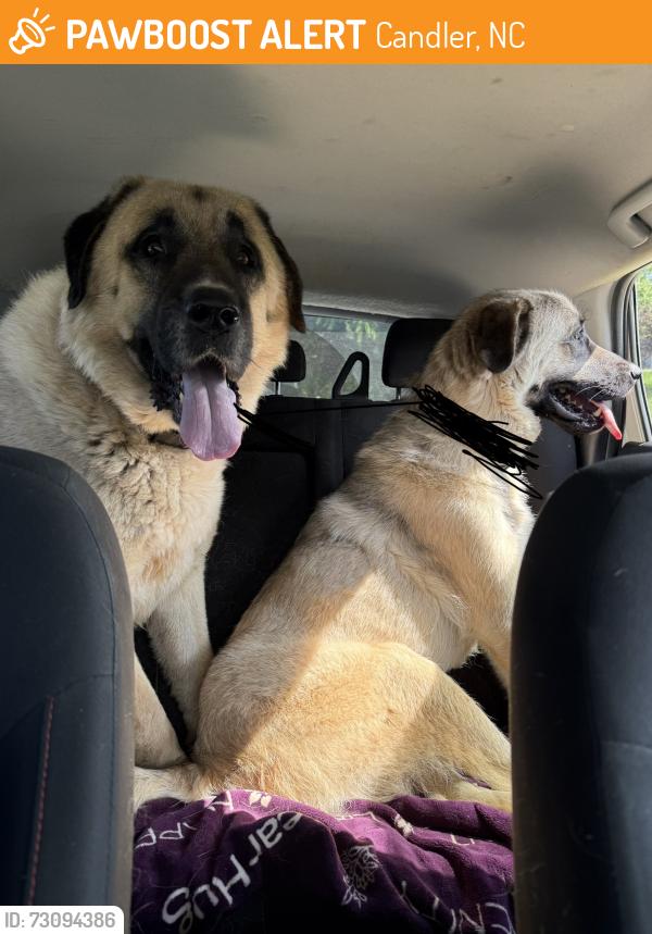 Found/Stray Unknown Dog last seen Hot dog king in candler., Candler, NC 28715