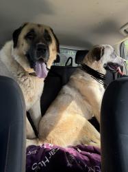 Found/Stray Unknown Dog last seen Hot dog king in candler., Candler, NC 28715