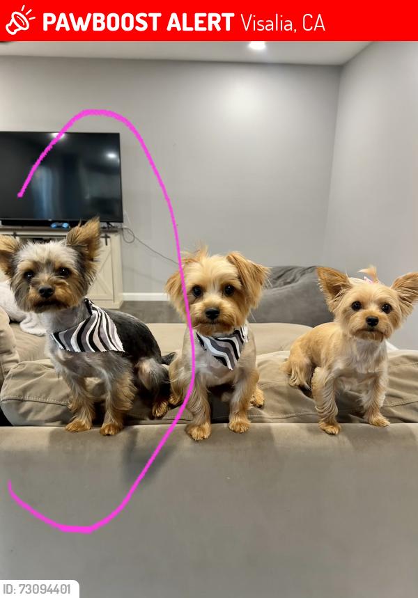 Lost Male Dog last seen Near N. Mendonca St, Visalia, CA 93291