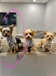 Lost Male Dog last seen Near N. Mendonca St, Visalia, CA 93291