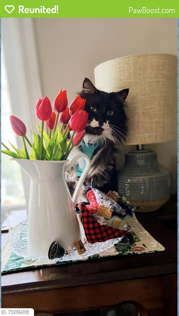 Reunited Male Cat last seen J percy page, Edmonton, AB T6K 3Z6