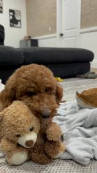 Reunited Female Dog last seen Cheribon st and Honeycutt , Port St. Lucie, FL 34953