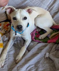 Lost Male Dog last seen At entrance to Mockingbird Place in Jonesborough, Jonesborough, TN 37659