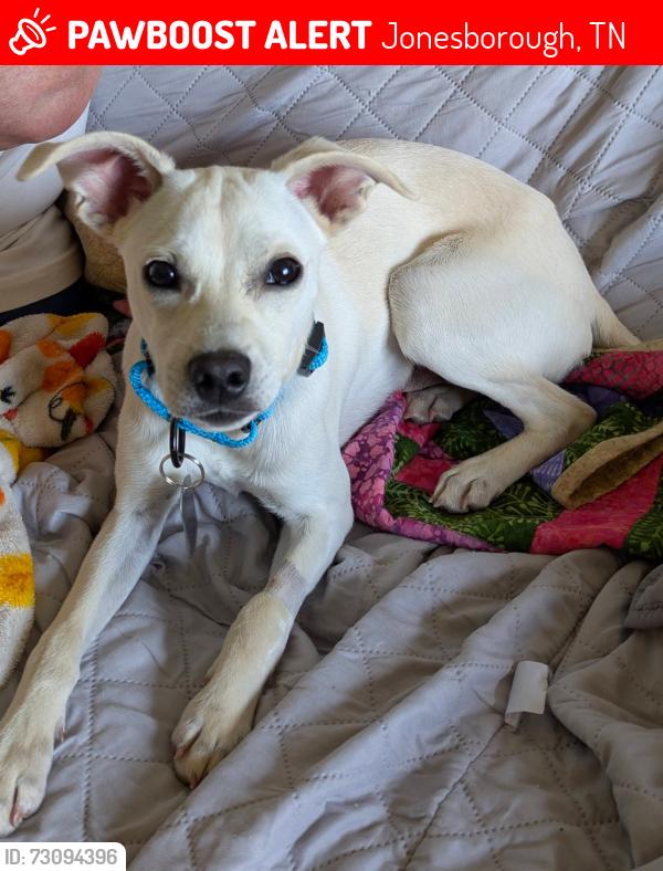 Lost Male Dog last seen At entrance to Mockingbird Place in Jonesborough, Jonesborough, TN 37659