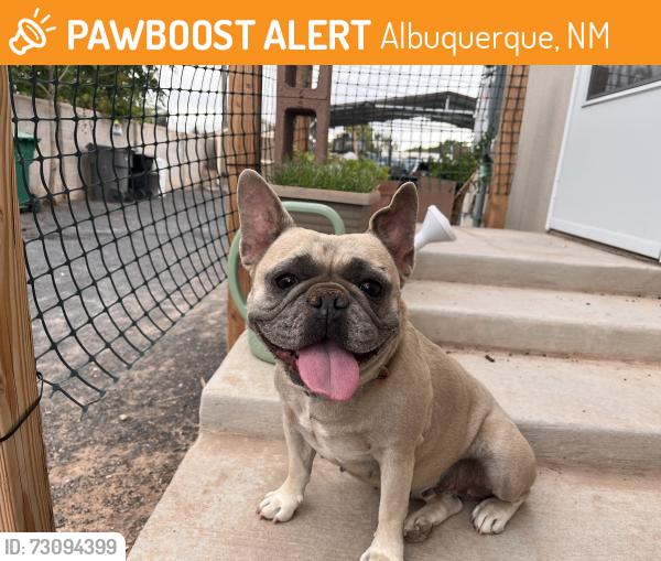 Found/Stray Female Dog last seen 2nd street and Rio bravo, Albuquerque, NM 87105