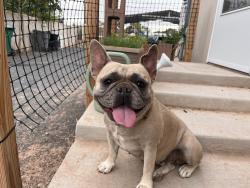 Found/Stray Female Dog last seen 2nd street and Rio bravo, Albuquerque, NM 87105