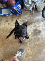 Reunited Unknown Dog last seen Gwynedd and Wissahickon, Penllyn, PA 19422