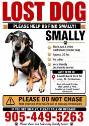 Lost Female Dog last seen Lowell Ave & york Road area in St Catharines Ontario, St. Catharines, ON L2R 2C8