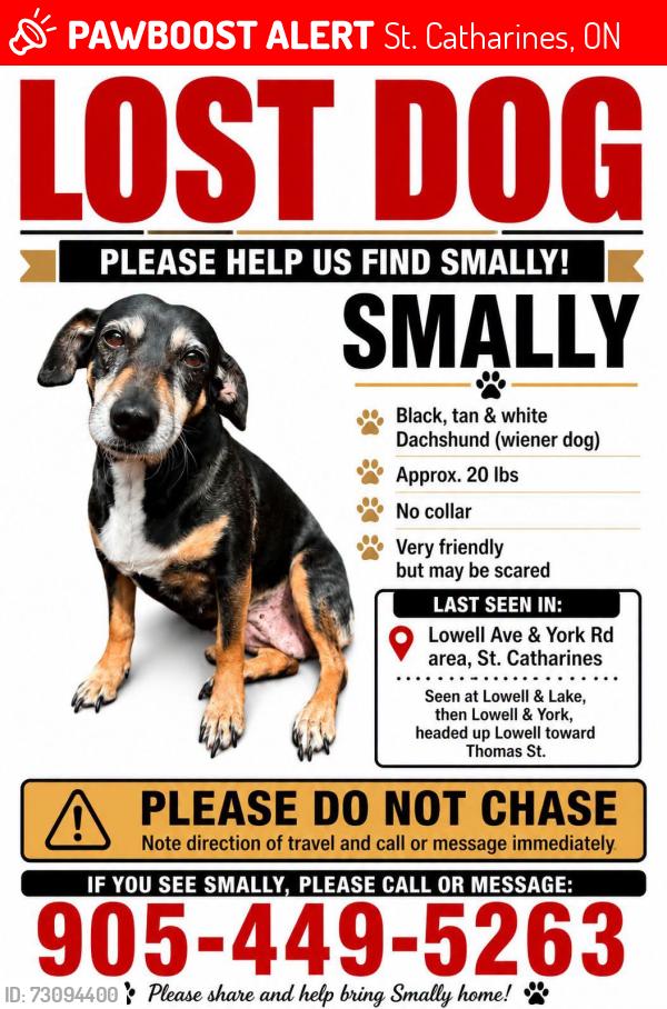 Lost Female Dog last seen Lowell Ave & york Road area in St Catharines Ontario, St. Catharines, ON L2R 2C8