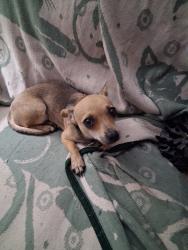 Lost Female Dog last seen Bella SHAROUMOUNT apmts, Salt Lake City, UT 84107