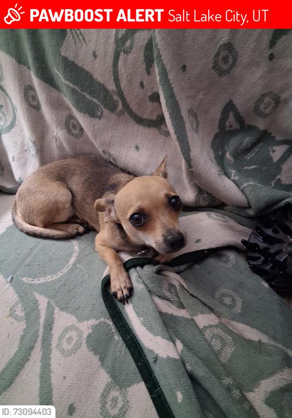 Lost Female Dog last seen Bella SHAROUMOUNT apmts, Salt Lake City, UT 84107